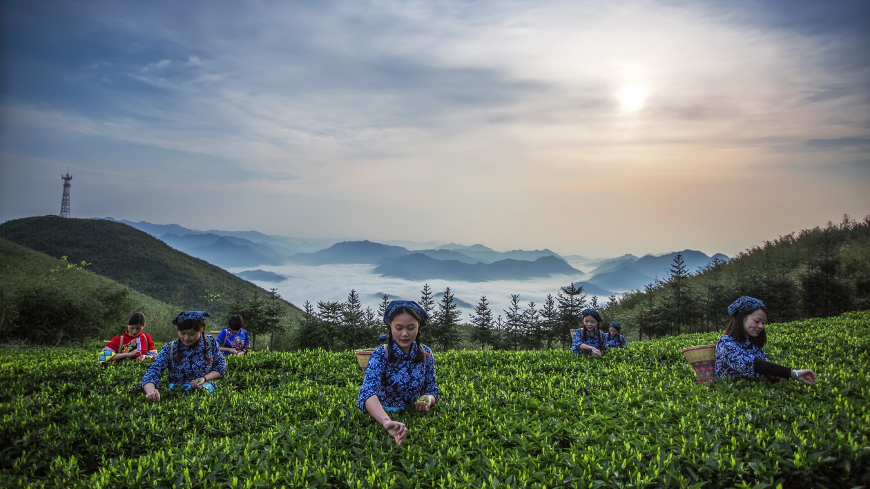 【益陽旅發(fā)大會】古道茶香 神韻安化