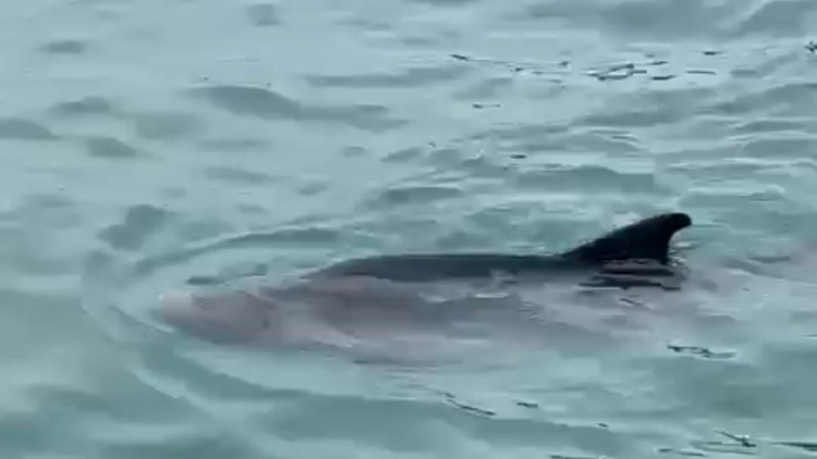 港島南區(qū)水域疑出現(xiàn)鯨魚 漁護(hù)署提醒市民勿追蹤 以免違法