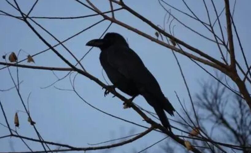 日本在東京市中心死亡野鳥體內(nèi)檢測出高致病性禽流感病毒 