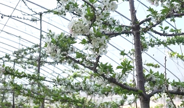 【視聽山東】櫻桃花開