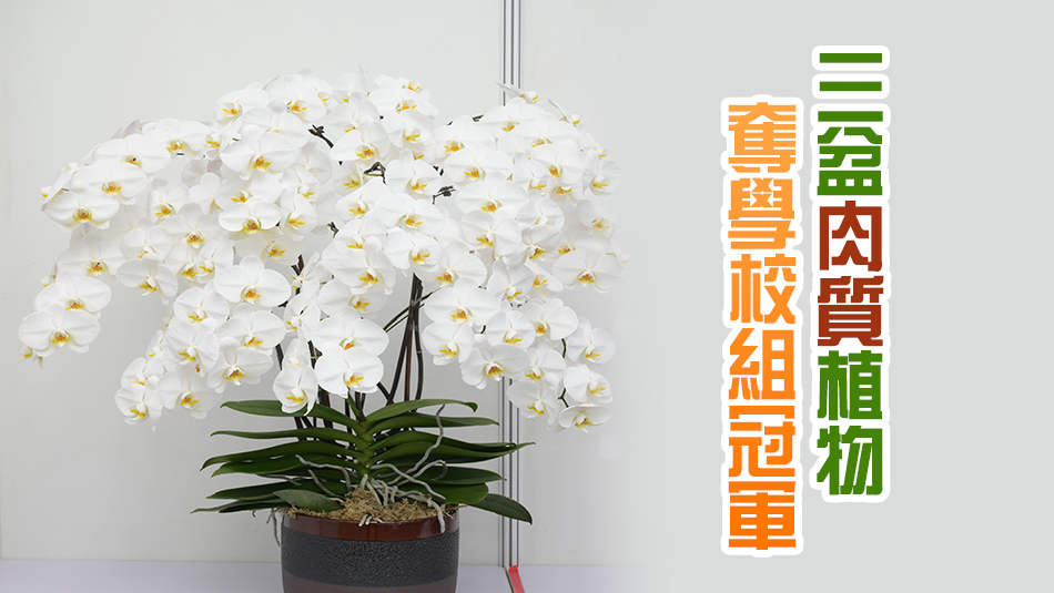 花卉展植物展品比賽得獎(jiǎng)名單公布 形態(tài)優(yōu)美蘭花獲公開組冠軍