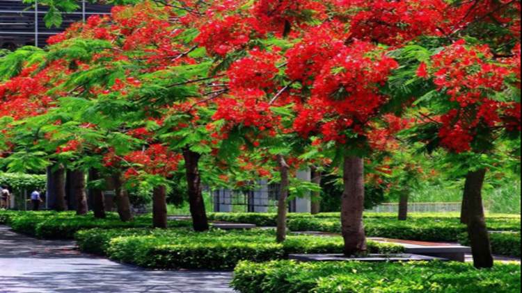 「五月花開鳳凰來」 一起來深圳邂逅火紅花海！