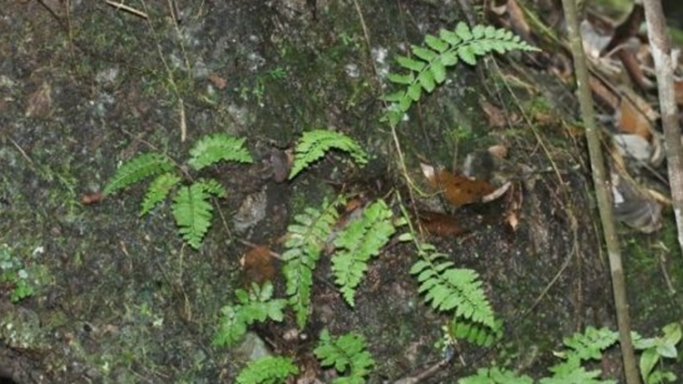 廣東丹霞山發(fā)現(xiàn)蕨類植物新種——國達鐵角蕨