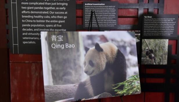 美國華盛頓國家動(dòng)物園宣布年底將迎來兩隻大熊貓