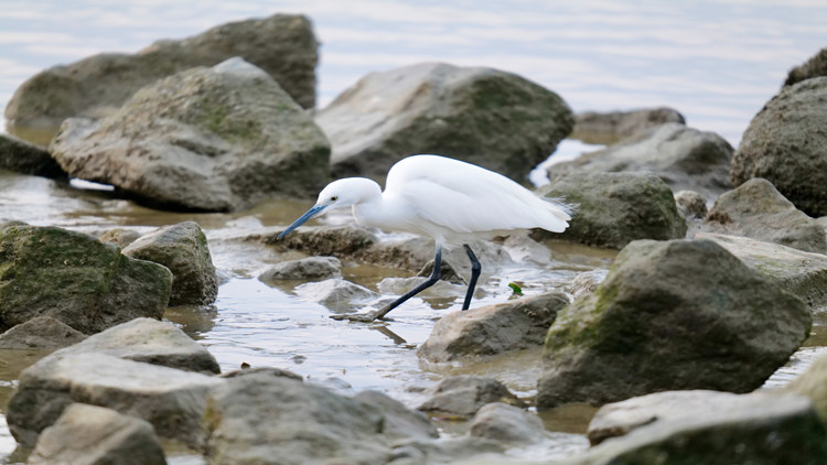 深圳不含糊 「鳥」事也是事 創(chuàng)新開展防鳥撞調查和「適鳥化」改造