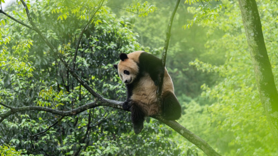 大熊貓「雲(yún)川」和「鑫寶」在美國聖迭戈動物園適應(yīng)良好