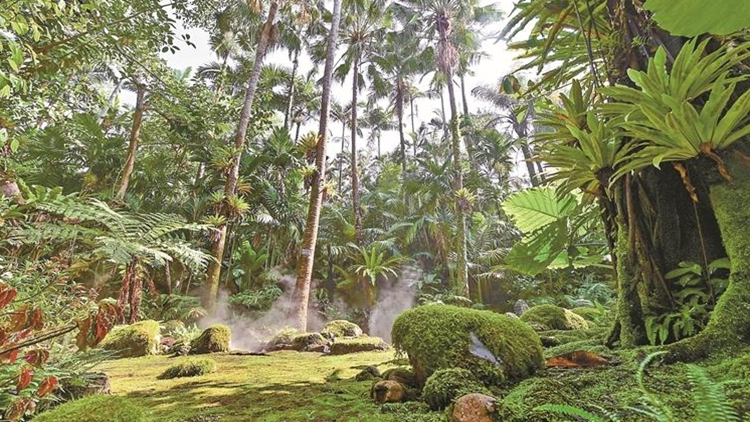 深圳：以仙湖為主體爭創(chuàng)國家植物園