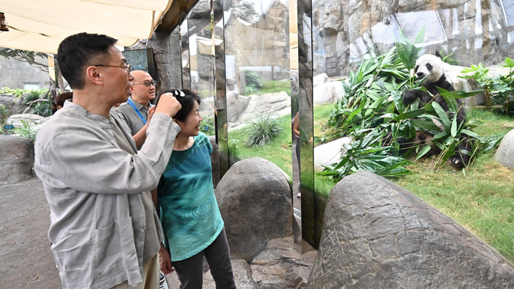 消息指中央贈(zèng)港大熊貓9·26到港 楊潤雄本周再赴四川跟進(jìn)相關(guān)事宜