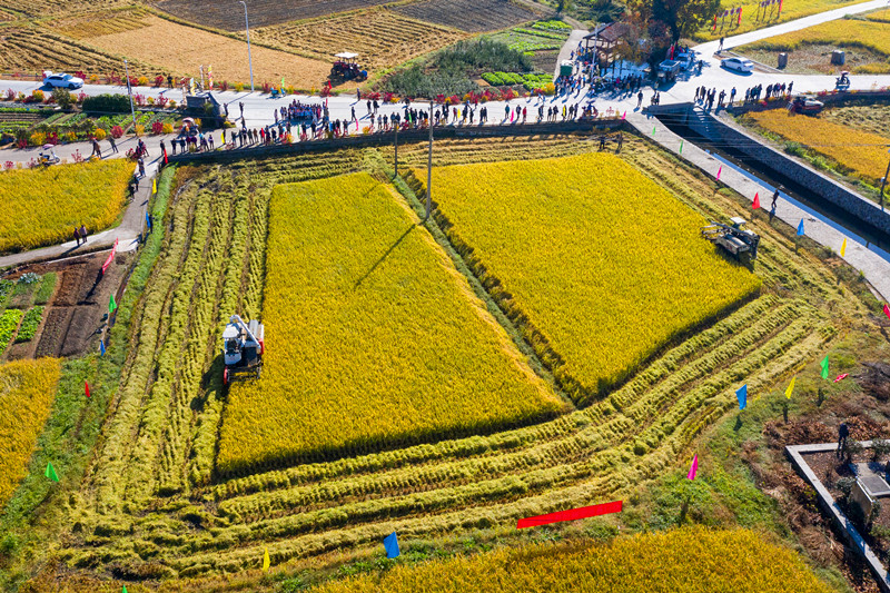 皖祁門縣：精耕細(xì)作施「糧」策 提質(zhì)增效促豐收