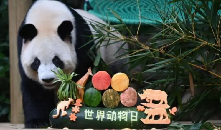 世界動物日 深圳野生動物園大熊貓樂享「節(jié)日大餐」