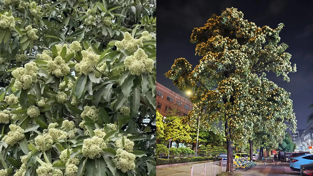 深圳街頭氣味「上頭」？園林專家：糖膠樹(shù)開(kāi)花 對(duì)人體無(wú)害