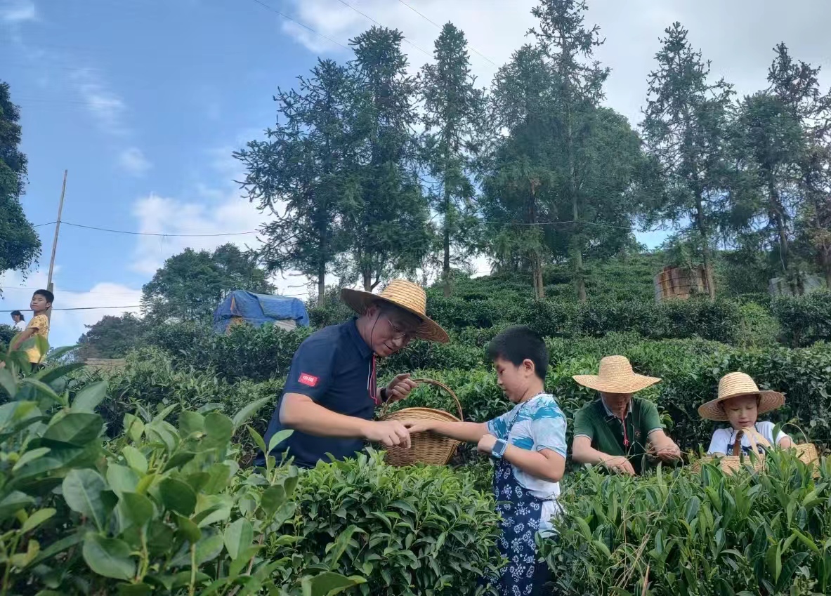 游客在六堡鎮(zhèn)大中村生態(tài)茶園體驗(yàn)採摘六堡茶。謝妮 攝.jpg